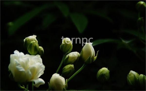 飄香四溢-----木香花