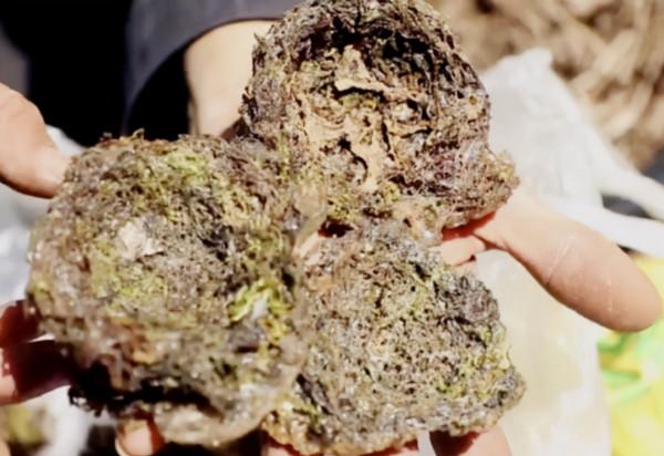 最後的採燕窩人：貴的一斤2萬6，兒子寧願打工也不學