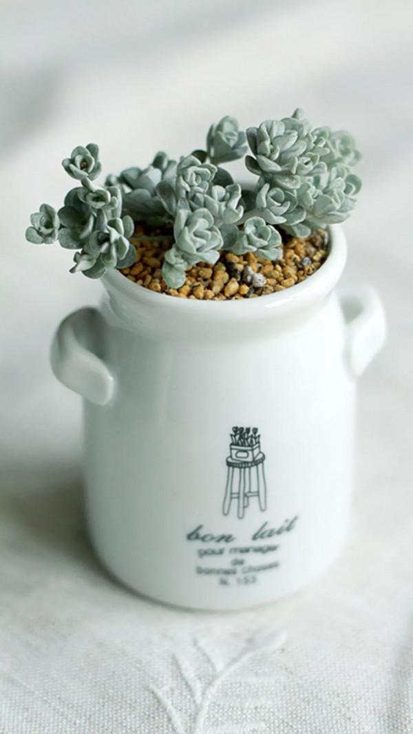 多肉的世界,簡單執著,看看你都見過哪些 多肉的世界,簡單執著,看看你都見過哪些