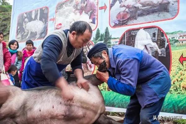 新版“吹年豬”法已更新，高效還衛生，殺豬匠：終於不用痛腮了