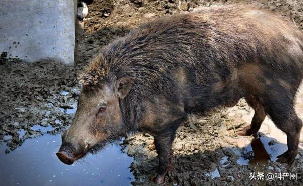中國野豬超百萬頭,區域性氾濫仍要保護,這麼多野豬該怎麼處理? 中國野豬超百萬頭,區域性氾濫仍要保護,這麼多野豬該怎麼處理?
