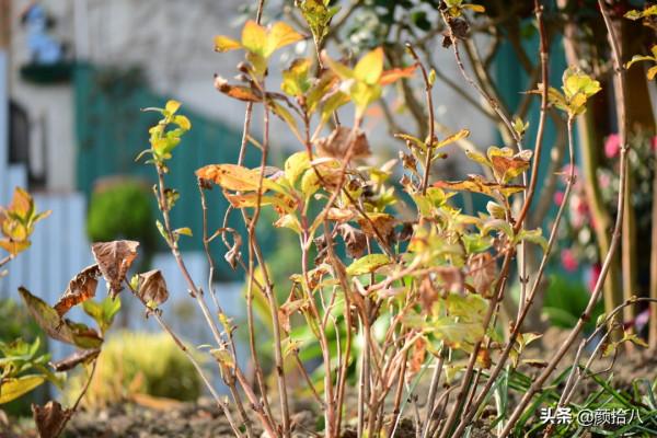 冬日裡依舊盛開的大花繡球，白色天使 | 園丁