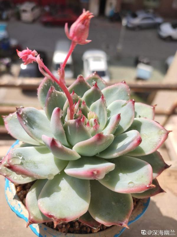 10種多肉，正適合封閉小陽臺，養起來爆盆特別快