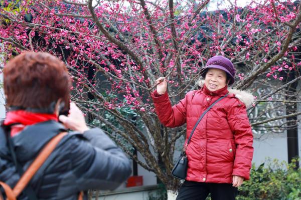 梅花綻放報春來