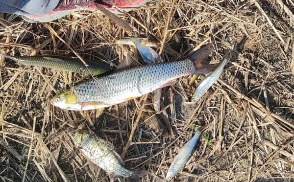 冬季釣板鯽卻遇到紅眼 0.3子線切了4副 會是多大的紅眼？