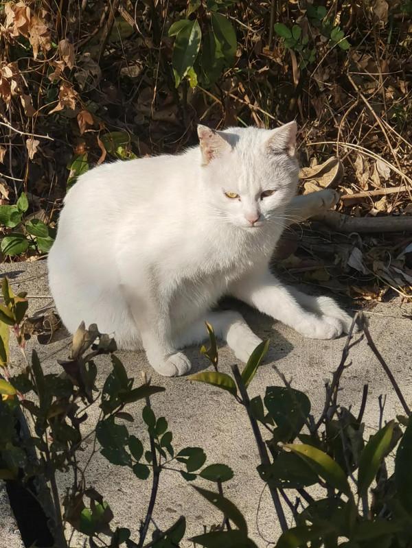 張公山公園的貓