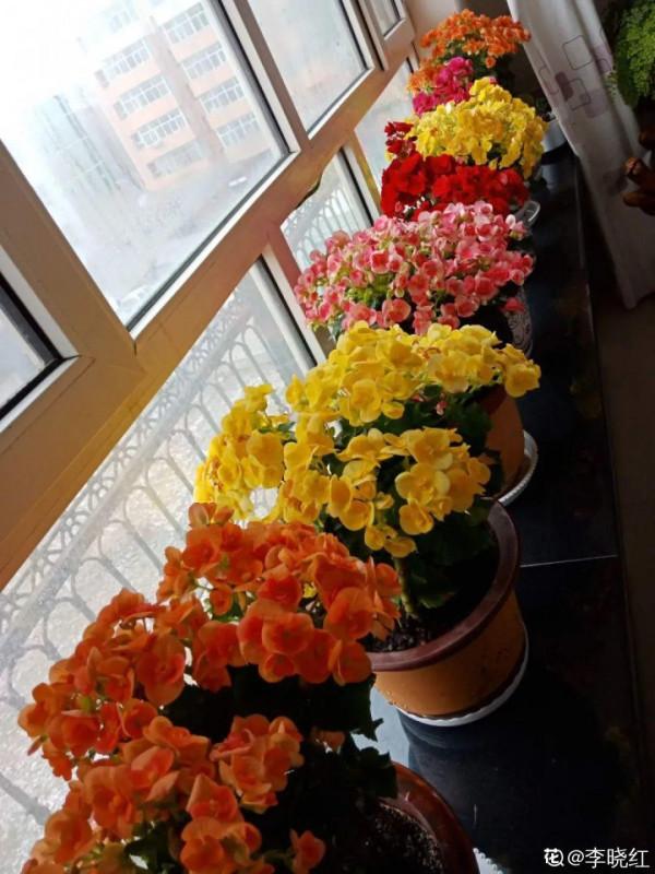 秋冬養盆麗格海棠,花朵像牡丹,有金玉滿堂好兆頭 秋冬養盆麗格海棠,花朵像牡丹,有金玉滿堂好兆頭