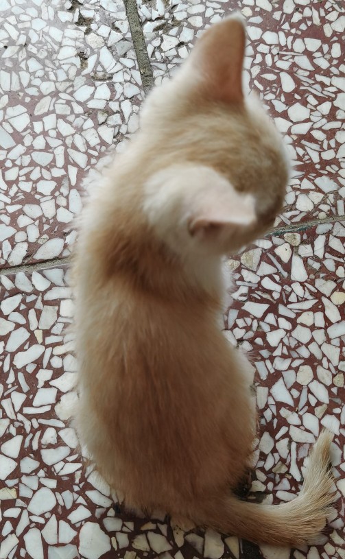 貓兒安心的走了，