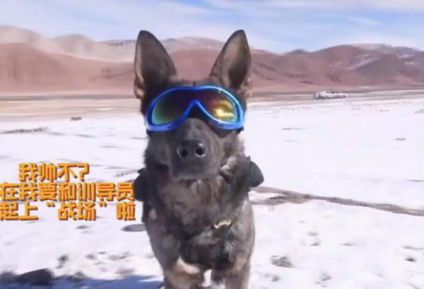 中國高原戰鬥犬太帥了，帶上特製防護鏡，與戰士同步完成戰術動作