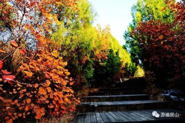 賞漫山彩葉,看雲騰山浮,房山最“紅”賞秋打卡地推薦,比香山更美!(上) 賞漫山彩葉,看雲騰山浮,房山最“紅”賞秋打卡地推薦,比香山更美!(上)