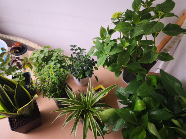 花葉發黃應該怎麼辦？從5個方面做出調整，十有八九能挽救回來