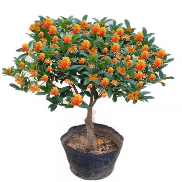 哪些花卉可以清除室內有害氣體？