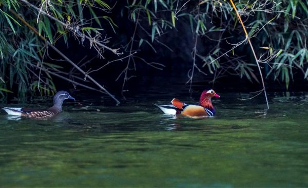 福建三明：鴛鴦“戀”上閩江源 成群結隊來越冬