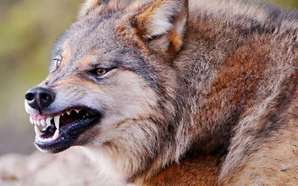 二丫和五狼夜行松江雪道血戰狼群，秦高趁機逃走卻被五狼捉回