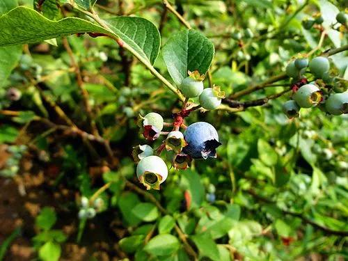 神奇的荒野（紀錄片）