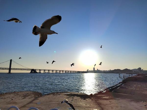 星海灣的三股“勢力”