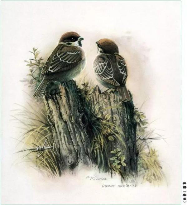 中國動植物畫第一人，曾孝濂極品工筆畫