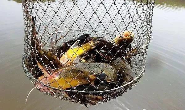 調漂難?掌握這4種方法,調漂變得很簡單,垂釣再也不空軍 調漂難?掌握這4種方法,調漂變得很簡單,垂釣再也不空軍