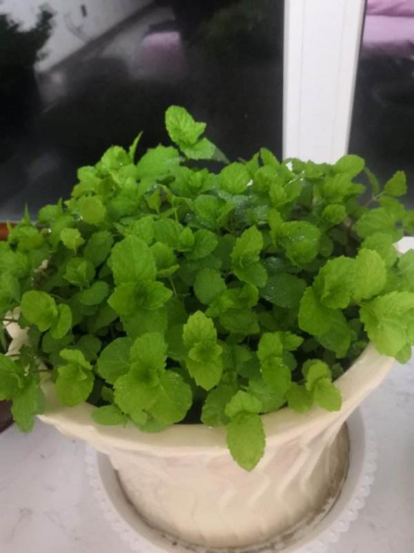 秋天家裡養3種花，乾乾淨淨不生蟲，省了一筆殺蟲藥錢