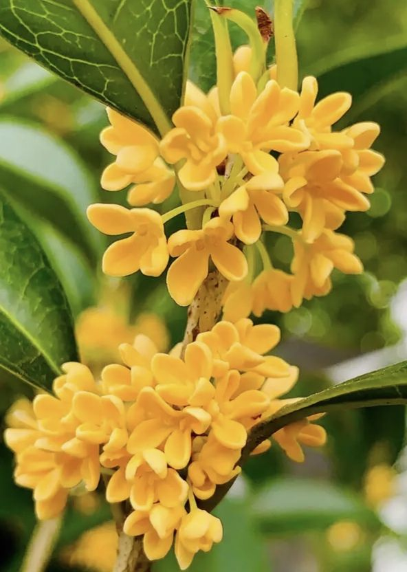 “家裡種上桂花樹，一生都有貴人助”，養好桂花只需記住3點