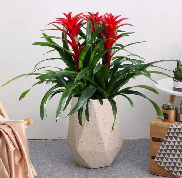 4種“吉祥花”,既漂亮又好養,越養越有福氣 4種“吉祥花”,既漂亮又好養,越養越有福氣