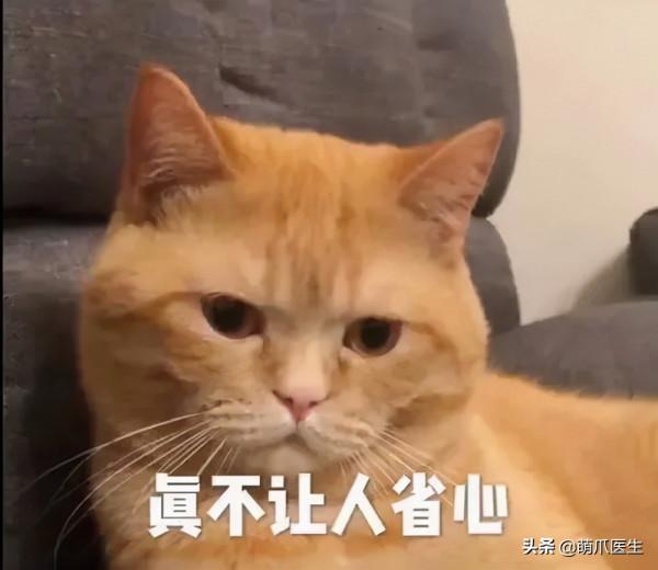 看了我太太太爺爺畫的貓後…網友:同一個物種 看了我太太太爺爺畫的貓後…網友:同一個物種