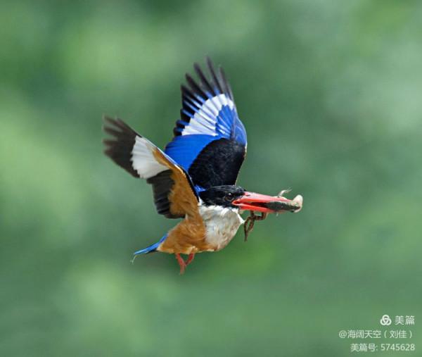 自然界中最美的鳥兒之一藍翡翠