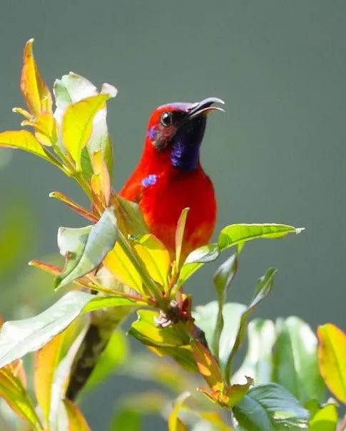 分享圖片,色彩斑斕,美麗無比的太陽鳥 分享圖片,色彩斑斕,美麗無比的太陽鳥