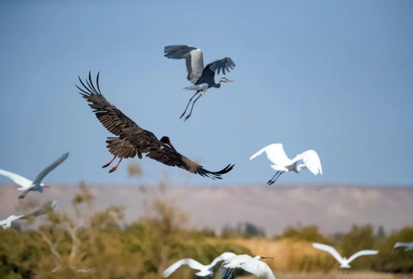 宅家“雲遊”草湖溼地,林草人帶您一起去觀鳥 宅家“雲遊”草湖溼地,林草人帶您一起去觀鳥