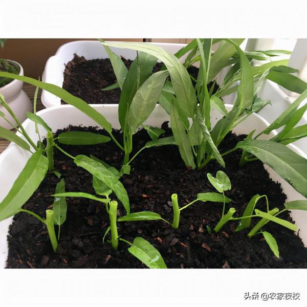 陽臺上快速種空心菜的方法 操作簡單 種一次採收好幾年