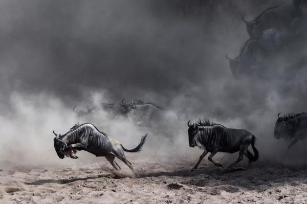 馬賽馬拉——“血河”的彼岸