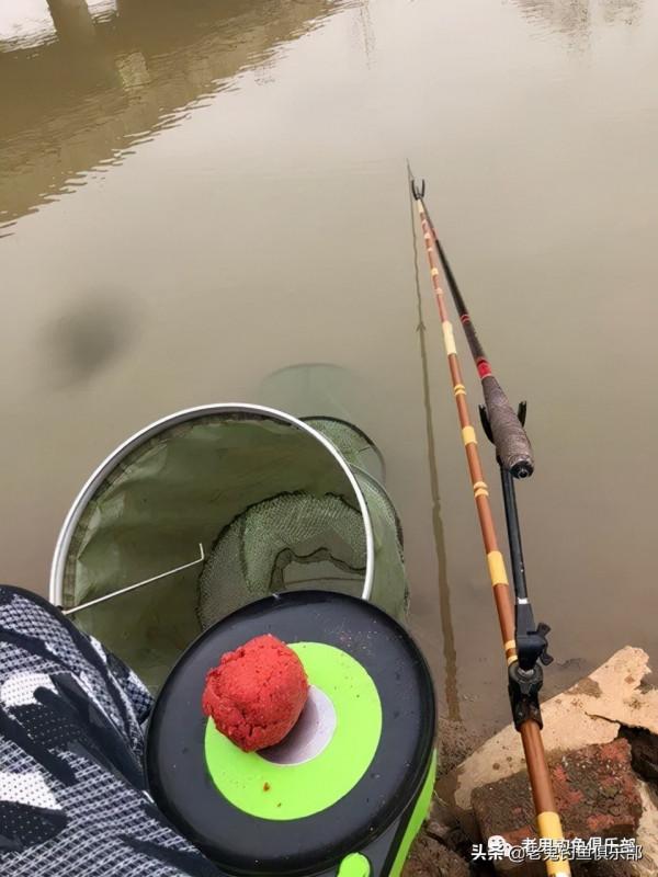 海口湖暴連野生鯽鯉