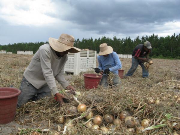 美國奴隸制重生?數百名工人在槍口下勞動,幾乎沒有食物和薪水 美國奴隸制重生?數百名工人在槍口下勞動,幾乎沒有食物和薪水