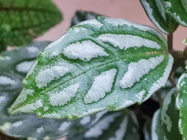 8種葉子長滿白色斑紋的室內觀葉植物,顏值不低,價格不貴 8種葉子長滿白色斑紋的室內觀葉植物,顏值不低,價格不貴