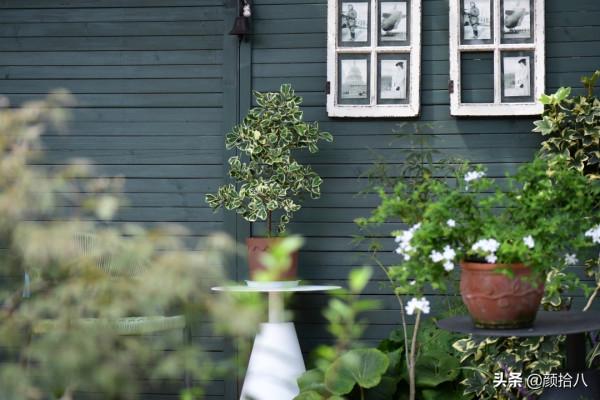 綠色背景牆的角落，聞著番木瓜花的香味賞月啦 | 園丁