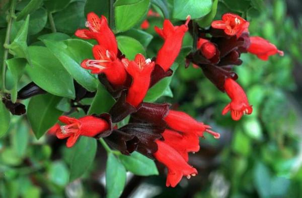 4種耐陰性好的花,室內無光照也能生長開花,總有適合你的那一款 4種耐陰性好的花,室內無光照也能生長開花,總有適合你的那一款