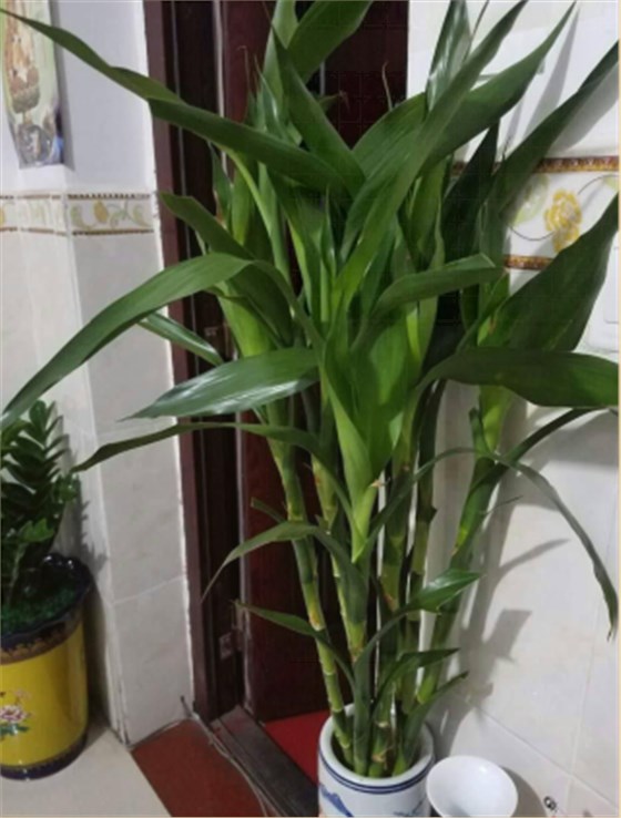 6種“吉利花”，養在客廳最適合，好看又大氣，不見光照也能開爆