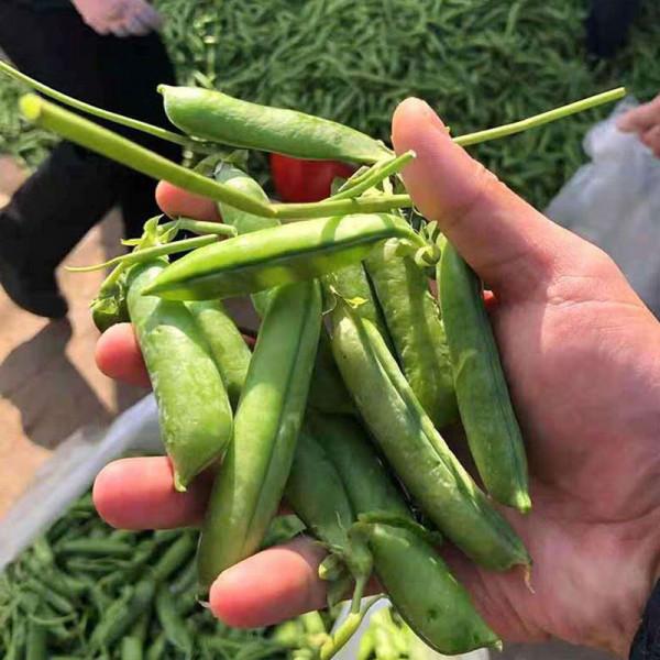 十月,這些蔬菜都可以種啦!口感好,產量高~農戶趕緊安排播種 十月,這些蔬菜都可以種啦!口感好,產量高~農戶趕緊安排播種