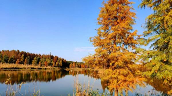 有一種紅叫紅杉林,驚豔了秋色,你去打卡了嗎? 有一種紅叫紅杉林,驚豔了秋色,你去打卡了嗎?