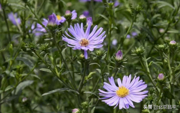 2021好幸運，和你在昌平走過春夏秋冬