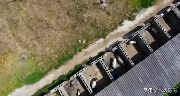 彝族小夥養香豬，巧借力趕著香豬奔富路，帶動200多戶一起致富