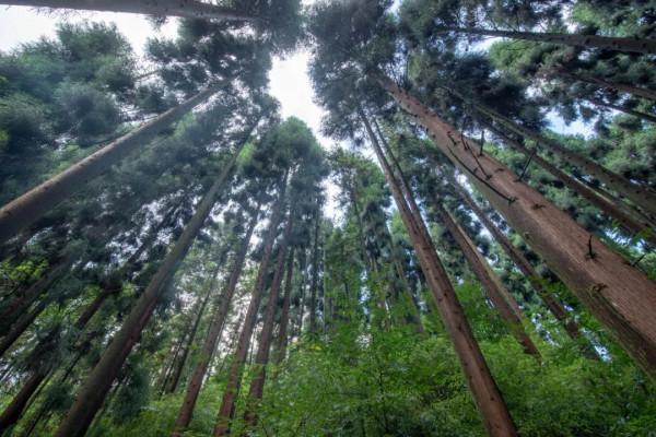“顏值”再升級,七里坪森林禪道(二期)迭新開放 “顏值”再升級,七里坪森林禪道(二期)迭新開放