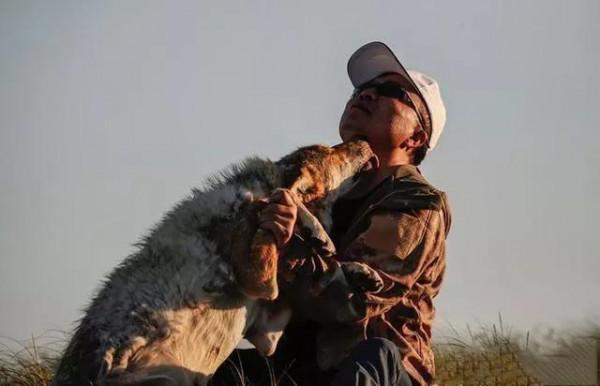 母狼意外死亡，三隻幼崽飢餓待哺，牧民將狼崽抱回讓母羊哺乳