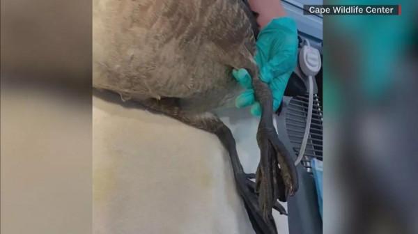 加拿大鵝受傷被帶回醫院做手術，它的伴侶卻焦急找上門來&period;&period;&period;