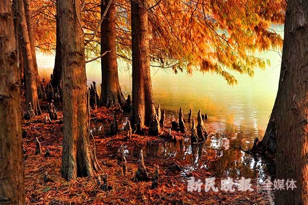 泛舟賞秋色 人在畫中游