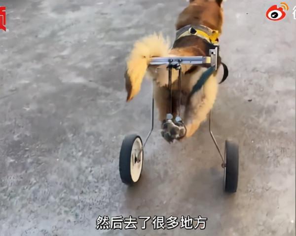 男子收養殘疾流浪狗為其定製輪椅,太暖心 男子收養殘疾流浪狗為其定製輪椅,太暖心