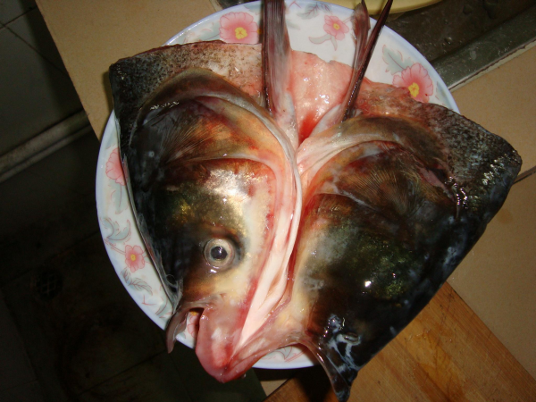 以眼補眼,吃魚眼真的能明目嗎? 以眼補眼,吃魚眼真的能明目嗎?