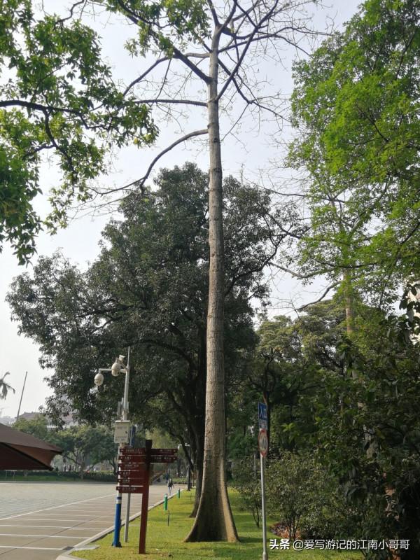 參觀綠樹環繞的中山紀念堂,從西側廣場開始,可以看到迷人的側顏 參觀綠樹環繞的中山紀念堂,從西側廣場開始,可以看到迷人的側顏