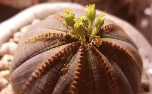 它和仙人掌養護方法相似，繁殖方式卻不一樣，你應該知道