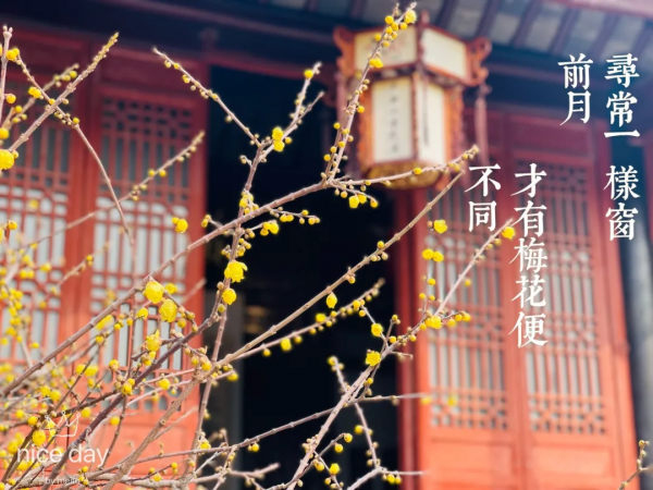 臘梅此時正含香，來看戶部山的臘梅吧